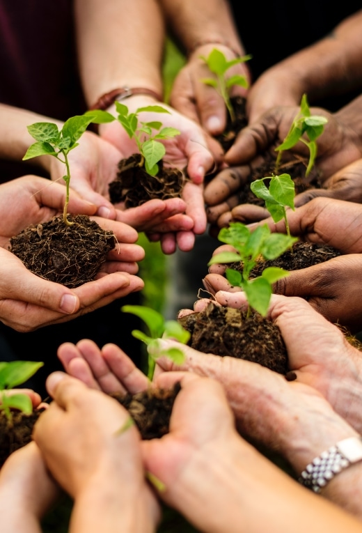 Hands with plant sapling